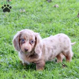 Sully, Dachshund Puppy