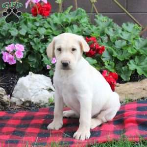 Sully, Yellow Labrador Retriever Puppy