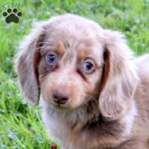 Sully, Dachshund Puppy
