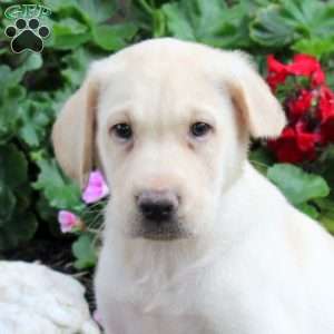 Sully, Yellow Labrador Retriever Puppy