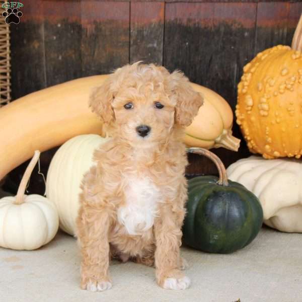Sunny, Bich-Poo Puppy