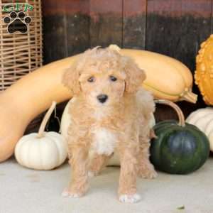Sunny, Bich-Poo Puppy