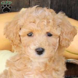 Sunny, Bich-Poo Puppy