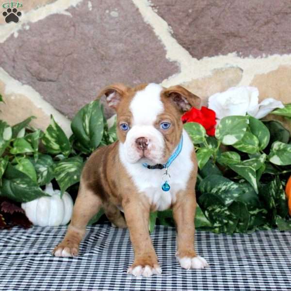 Supersonic, Boston Terrier Puppy