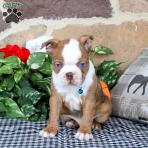 Supersonic, Boston Terrier Puppy