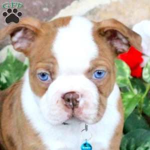 Supersonic, Boston Terrier Puppy
