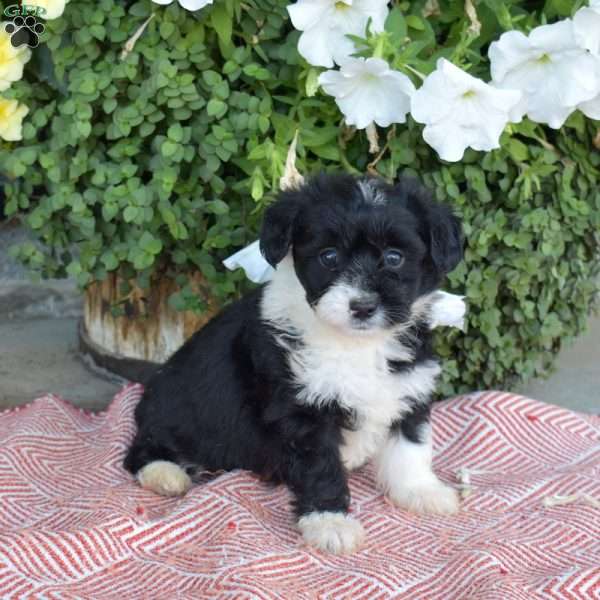 Suzy, Corgipoo Puppy