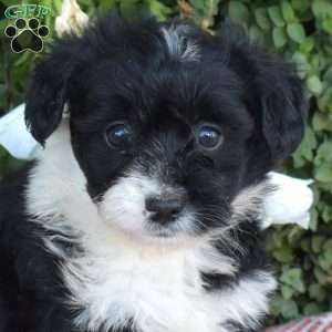 Suzy, Corgipoo Puppy