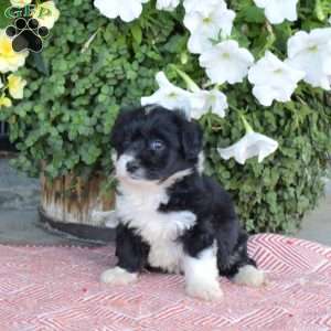 Suzy, Corgipoo Puppy