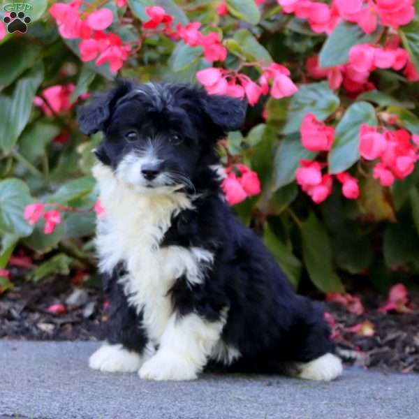 Suzy, Miniature Poodle Mix Puppy