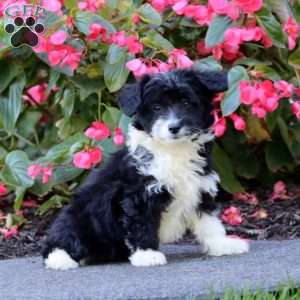 Suzy, Miniature Poodle Mix Puppy