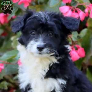 Suzy, Miniature Poodle Mix Puppy