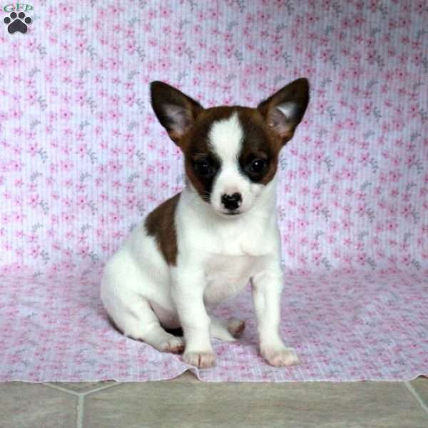 Sweet Sue, Chihuahua Puppy