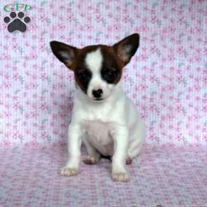 Sweet Sue, Chihuahua Puppy