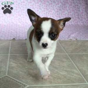 Sweet Sue, Chihuahua Puppy