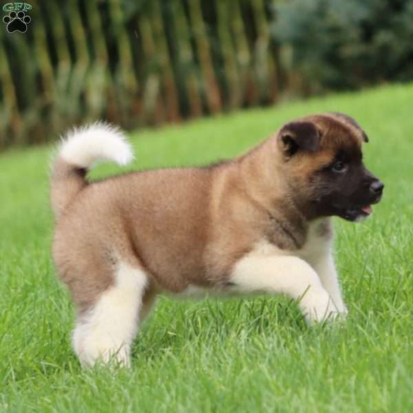 Sweets, Akita Puppy