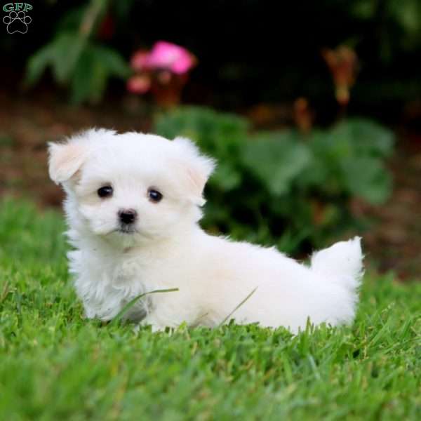 Sweets, Maltese Puppy