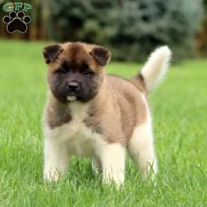 Sweets, Akita Puppy