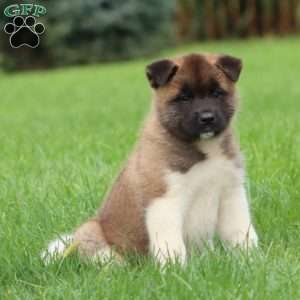 Sweets, Akita Puppy