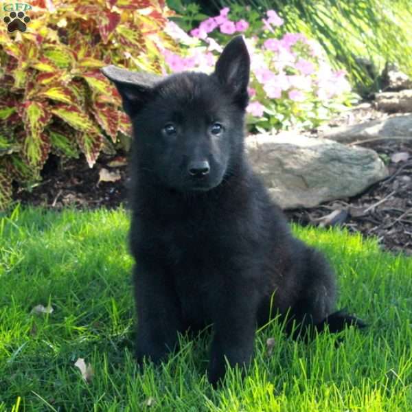 Sylvan, German Shepherd Puppy