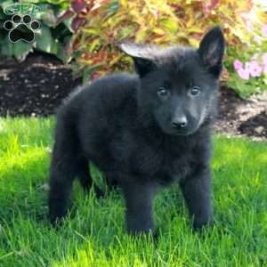 Sylvan, German Shepherd Puppy