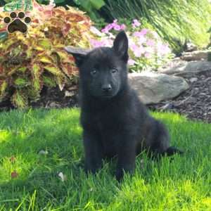 Sylvan, German Shepherd Puppy