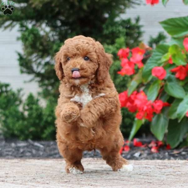 Talent, Miniature Poodle Puppy