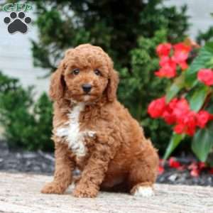 Talent, Miniature Poodle Puppy