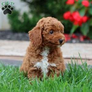 Talent, Miniature Poodle Puppy