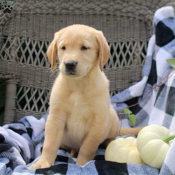 Talia, Golden Labrador Puppy