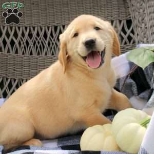 Talia, Golden Labrador Puppy