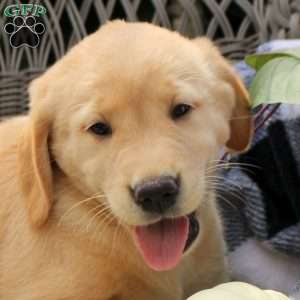 Talia, Golden Labrador Puppy