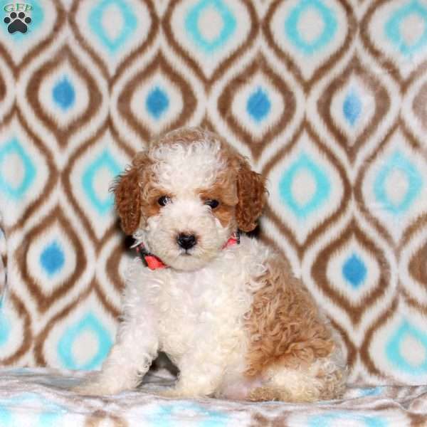 Tammy, Miniature Poodle Puppy