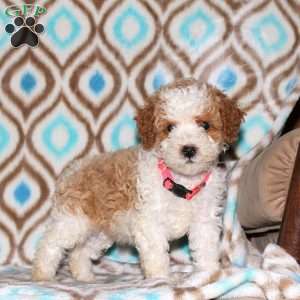 Tammy, Miniature Poodle Puppy
