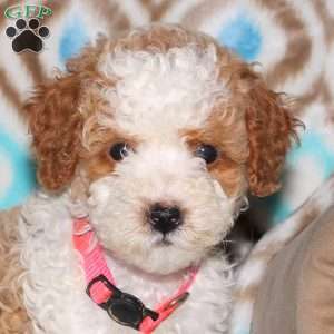 Tammy, Miniature Poodle Puppy