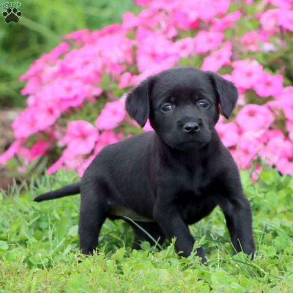 Tammy, Black Labrador Retriever Puppy