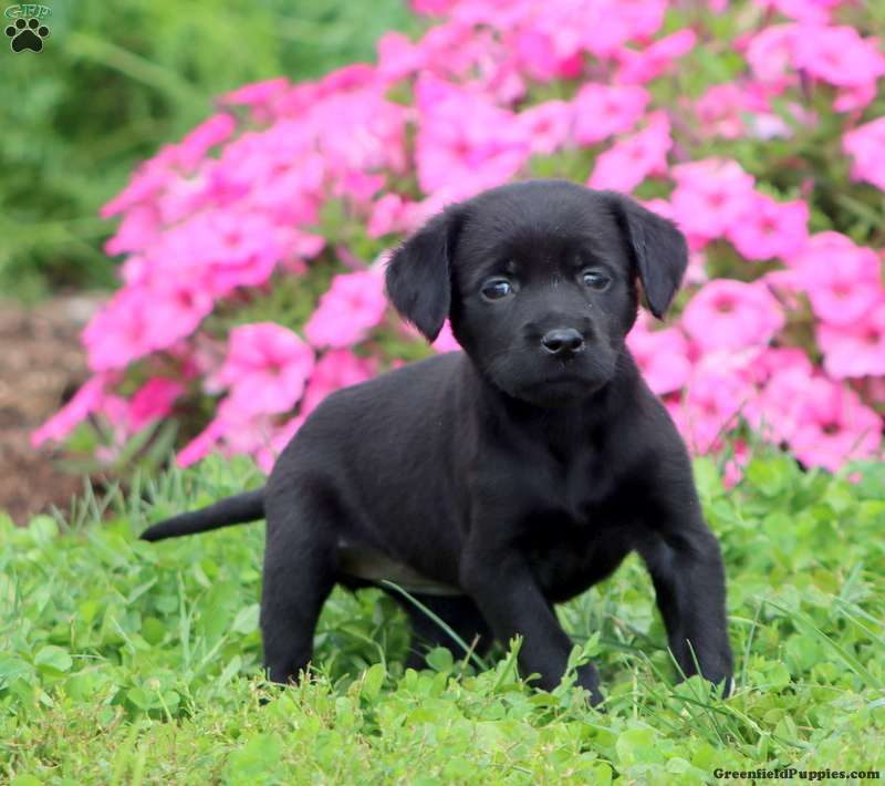 Tammy (Labrador, Female) in Honey Brook, PA