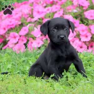 Tammy, Black Labrador Retriever Puppy