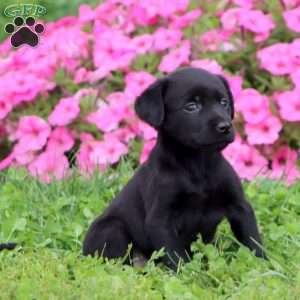 Tammy, Black Labrador Retriever Puppy