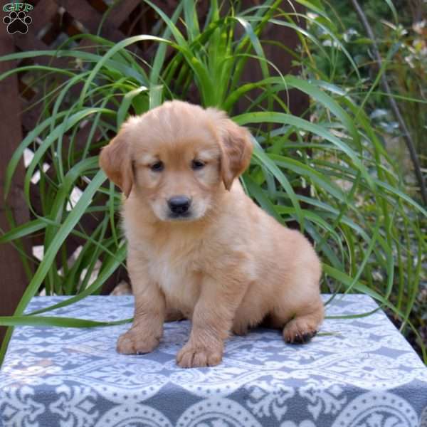 Tango, Golden Retriever Puppy