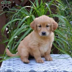 Tango, Golden Retriever Puppy