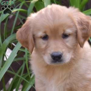 Tango, Golden Retriever Puppy