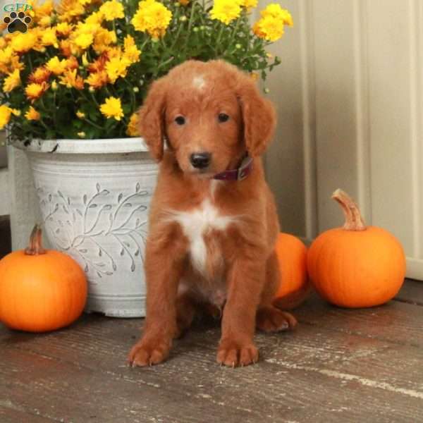 Tanner, Goldendoodle Puppy