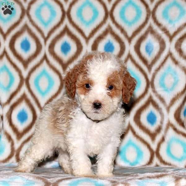 Tanner, Miniature Poodle Puppy