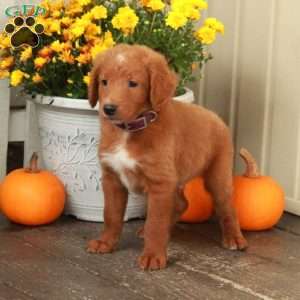 Tanner, Goldendoodle Puppy
