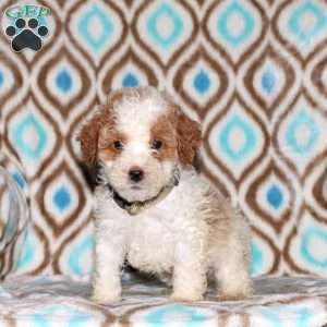 Tanner, Miniature Poodle Puppy