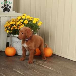 Tanner, Goldendoodle Puppy