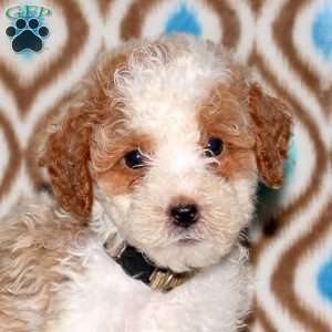 Tanner, Miniature Poodle Puppy