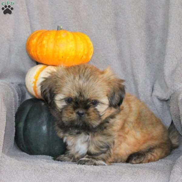 Tasha, Shih Tzu Puppy