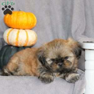Tasha, Shih Tzu Puppy